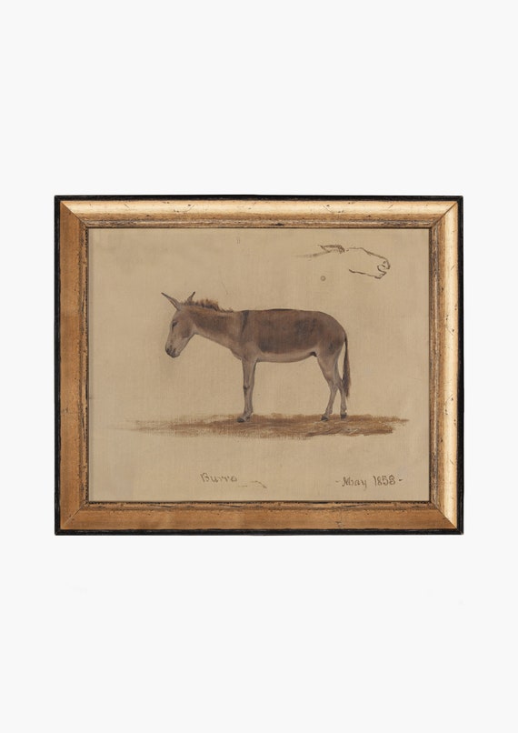 Burro. Antique Animal Art. Vintage Animal Wall.  Donkey Study Art Print. Fine Art Print. Cottage Decor. Animal Drawing Decor. Donkey Print.