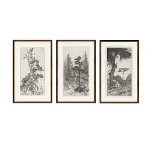 May include: Set of three framed black and white art prints featuring detailed illustrations of trees. Each print is in a gold-toned frame with a white mat. The artwork depicts various tree species in a natural setting.