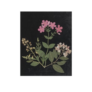 Flower Study I