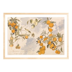 May include: A watercolor painting of orange tree branches with ripe oranges. The branches are depicted against a light blue and gray background with a handwritten inscription that reads "Apparentes (sic) 3 Jul 1865."