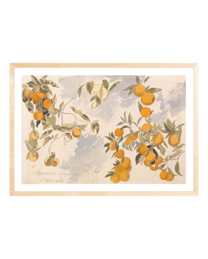 May include: A watercolor painting of orange tree branches with ripe oranges. The branches are depicted against a light blue and gray background with a handwritten inscription that reads "Apparentes (sic) 3 Jul 1865."