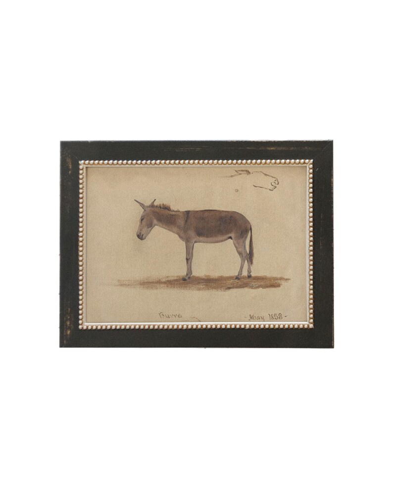 May include: A framed illustration of a brown donkey with a black frame and a gold beaded border. The illustration is titled "Gueno" and dated "May 1868".