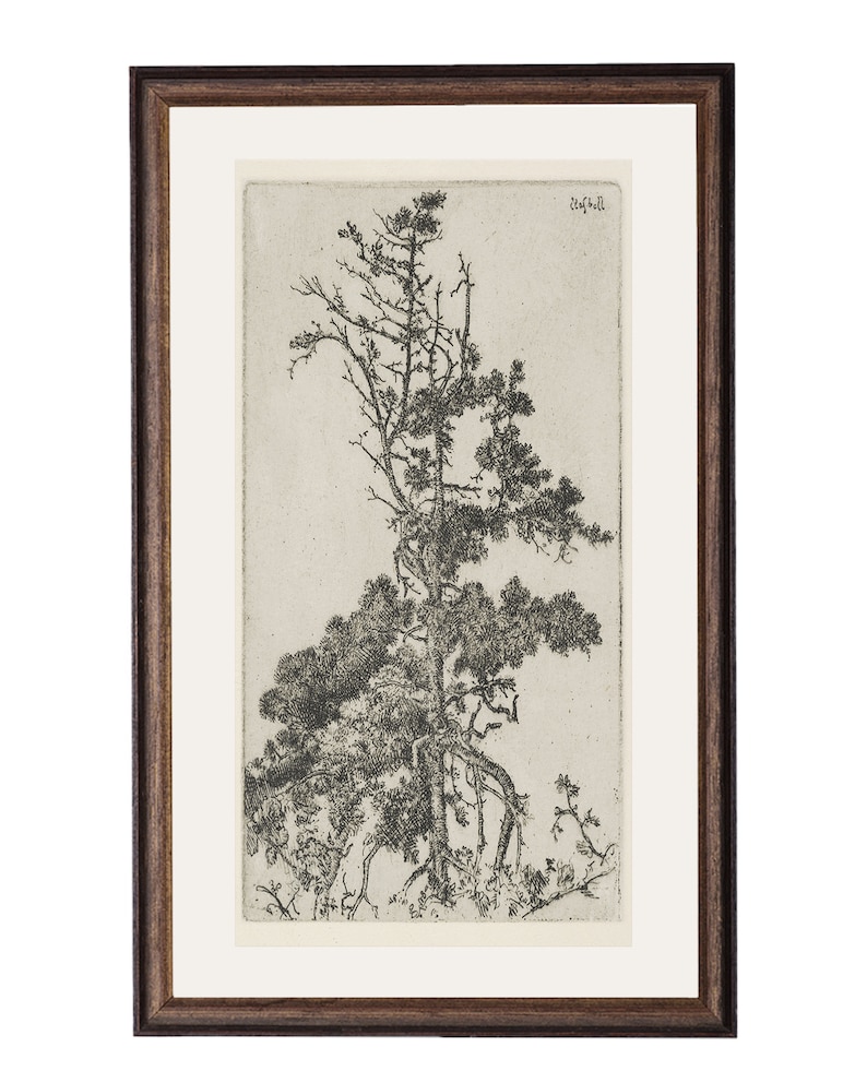 Trees Etching 4. Botanical Art Print. Vintage Tree Print. Tree Etching Art. image 2