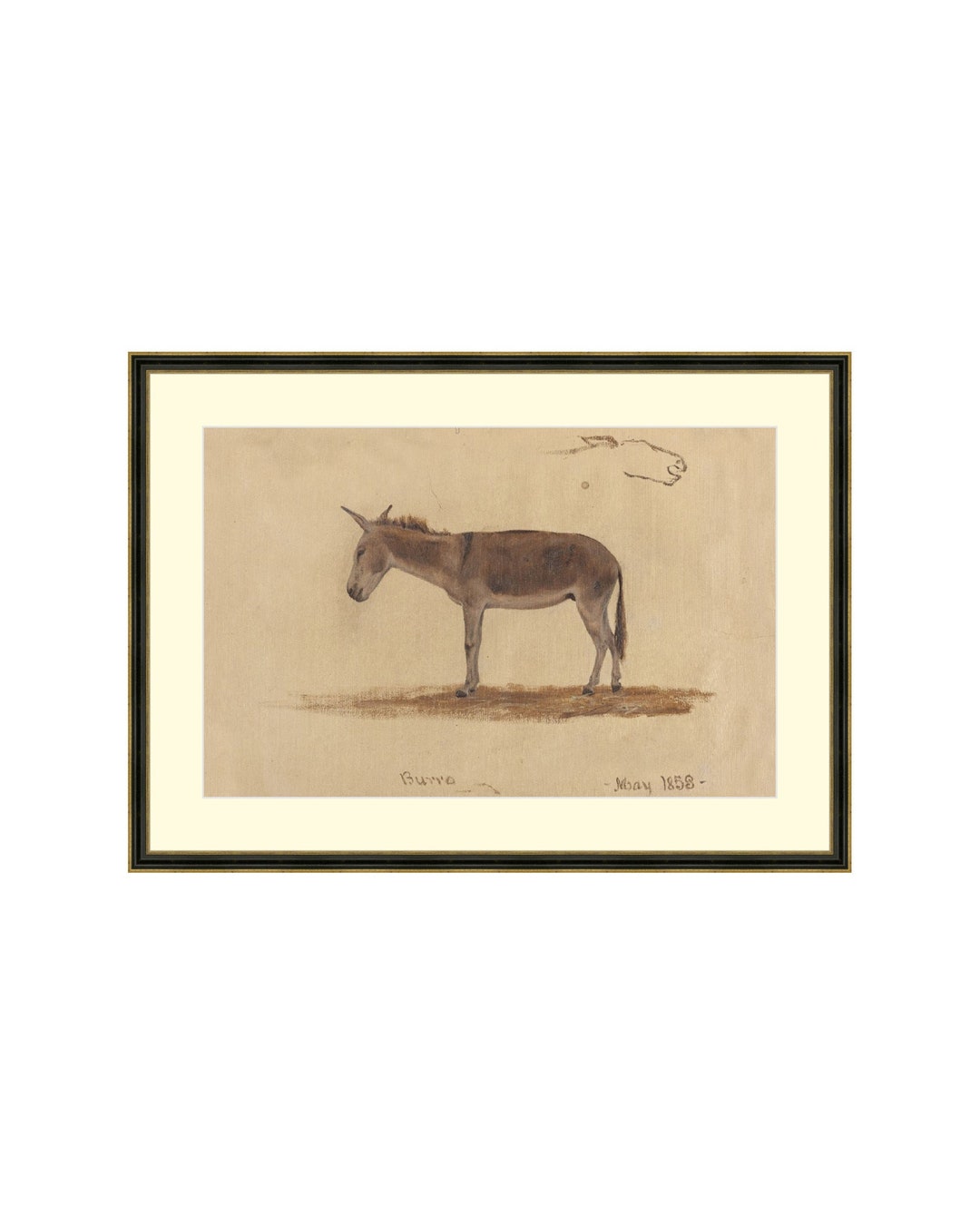 Donkey. Antique Animal Art. Vintage Animal Wall. Donkey Study Art Print
