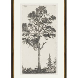 May include: Black and white etching of a tall pine tree with a smaller pine tree in the background. The trees are set against a light background.