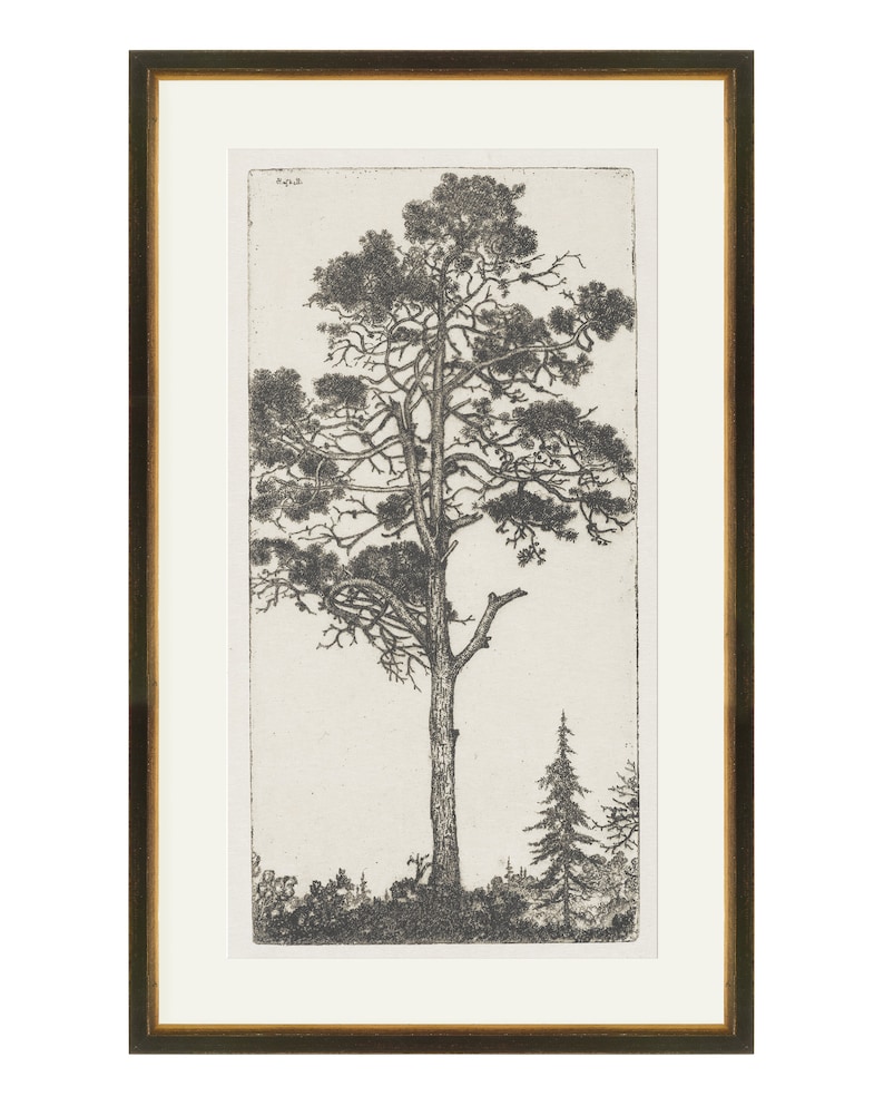 May include: Black and white etching of a tall pine tree with a smaller pine tree in the background. The trees are set against a light background.
