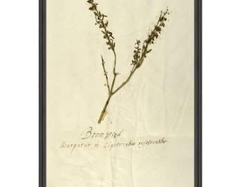 Herbariums Prints