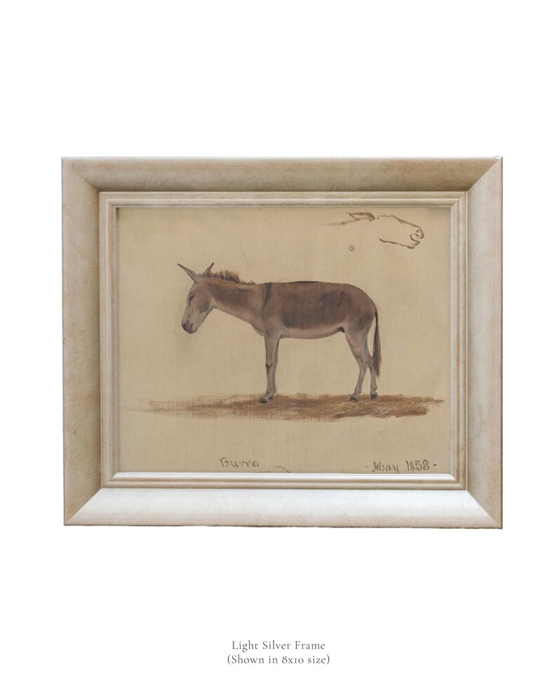 May include: A framed drawing of a donkey in a light silver frame. The drawing is in brown and black ink on a cream-colored paper. The drawing is signed "Bruno" and dated "May 1858".