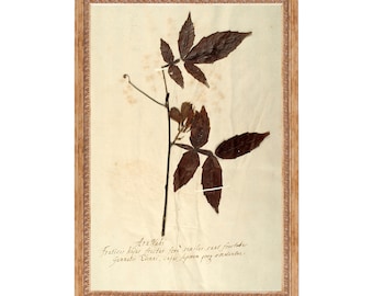 Herbariums Prints