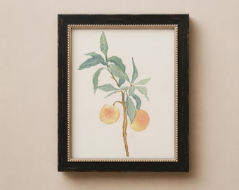 Illustration de branche de pêcher. Estampe botanique aux tons rose poudré et vert sauge. Aquarelle de pêche encadrée.