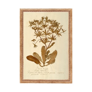 PRINTED. Herbarium II. Dried Botanicals Print. Dried Plant Wall Decor.