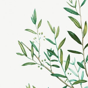 May include: A watercolor painting of a green olive branch with small green leaves and buds.