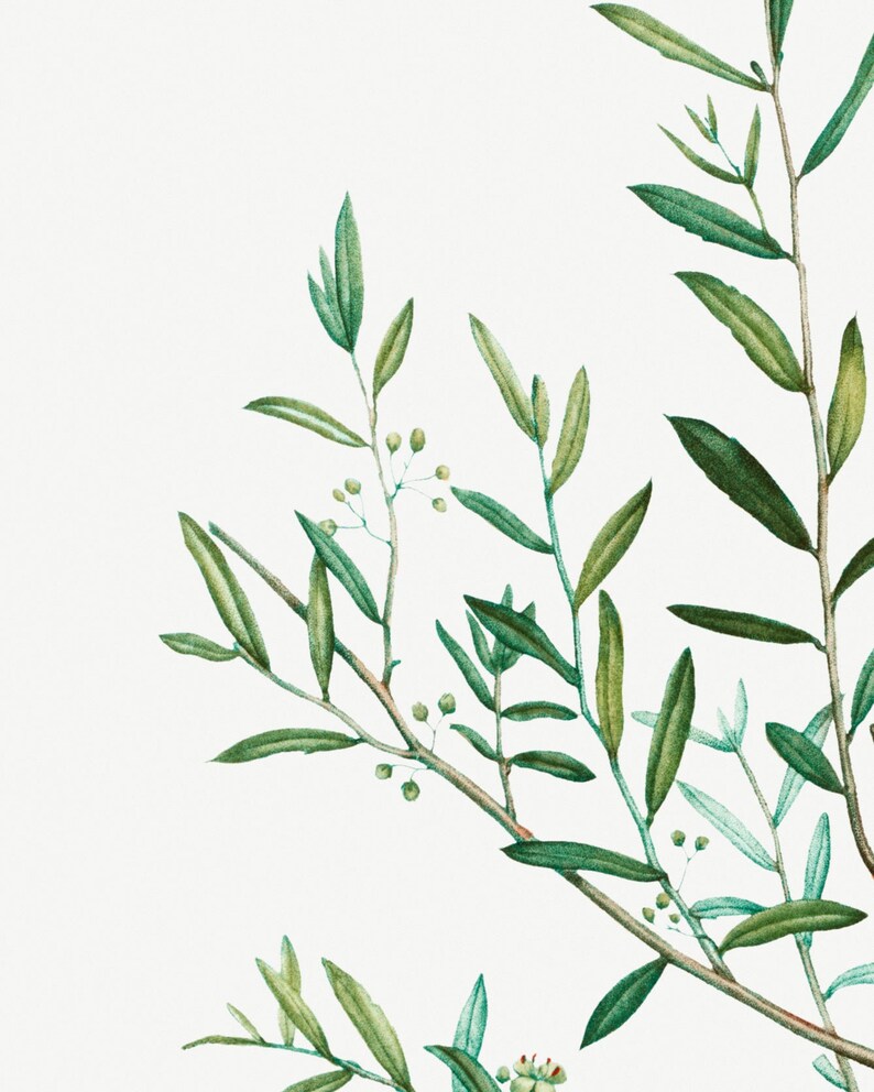 May include: A watercolor painting of a green olive branch with small green leaves and buds.