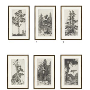 May include: Six black and white framed prints of trees. The prints are numbered 1 through 6.