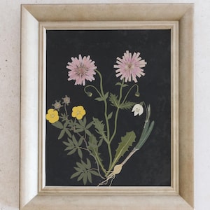 Digital Download Flower Study III – Wildflower Botanical Art Print – Vintage Pressed Flower Illustration, Root Study, Botanical Gallery Wall