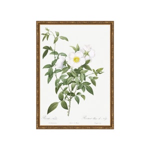 Classic Herbarium XI. Vintage Flowers Painting. Antique Botanical Drawing. Vintage Herbarium Decor. Scientific Artwork. Painting Flowers Art