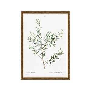 May include: A vintage botanical illustration of a myrtle plant with green leaves and small white flowers. The image is framed in a gold frame and includes the text "Houx &agrave; feuilles de Myrte" and "ILEX Myrtifolia".