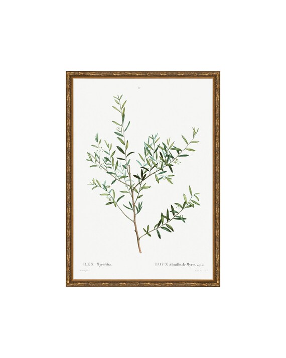 Classic Herbarium II. Scientific Illustration. Vintage Botanical  Watercolor. Botanical Poster. Antique Prints Warm Aesthetic Decor.