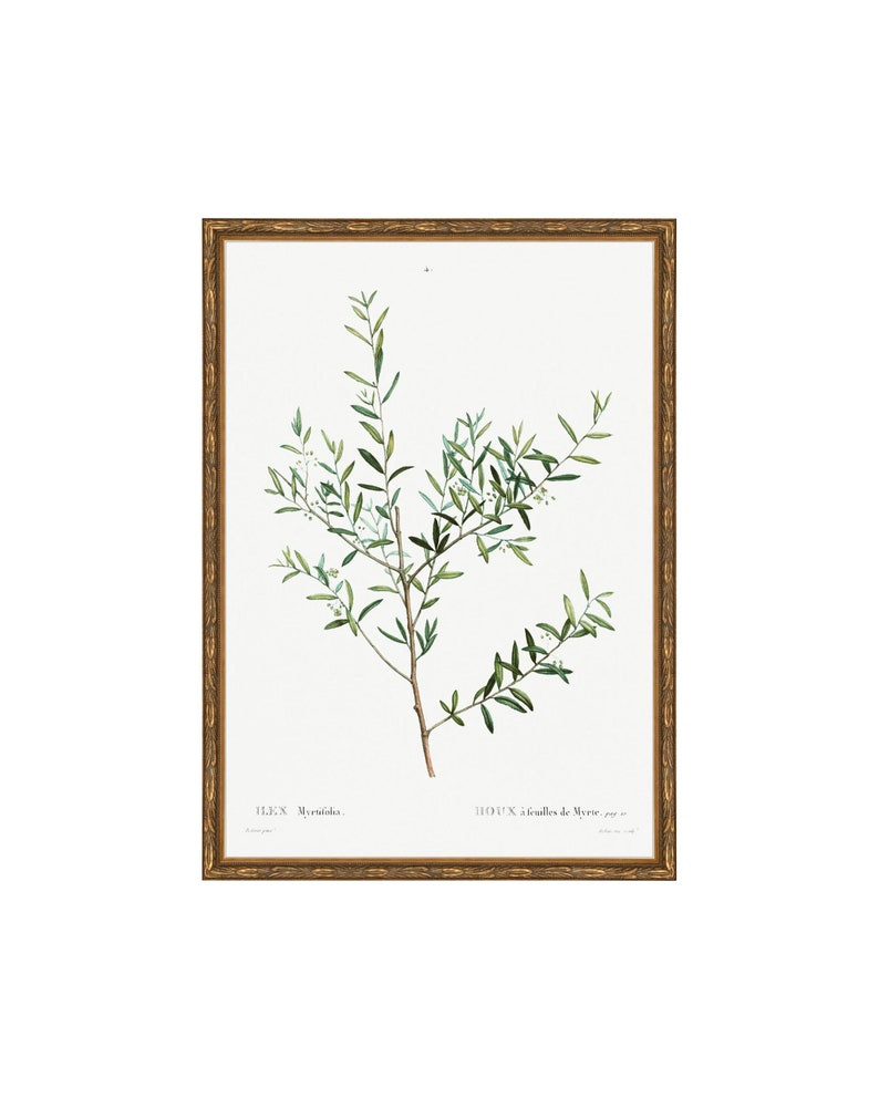 May include: A vintage botanical illustration of a myrtle plant with green leaves and small white flowers. The image is framed in a gold frame and includes the text "Houx &agrave; feuilles de Myrte" and "ILEX Myrtifolia".