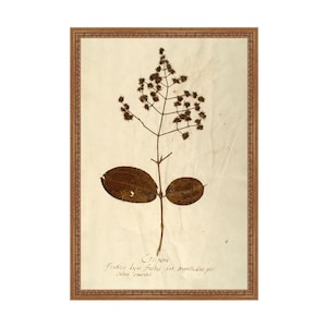 PRINT Herbarium V | Vintage Botanical Prints | Vintage Botanical Art Kitchen | Dried Flowers Art Print | Dried Botanicals Wall Art Giclee