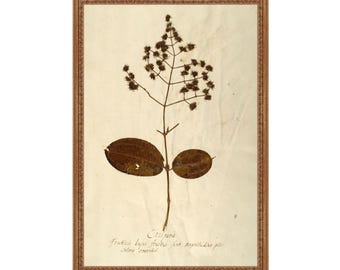 Herbariums Prints