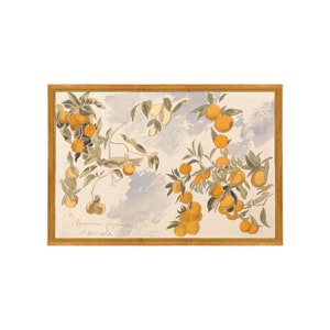 May include: A watercolor painting of a branch of orange trees with ripe oranges. The painting is framed in a gold frame and has a handwritten inscription in the bottom left corner that reads "Agrumeuse (Orange) 3. Juni 1823."