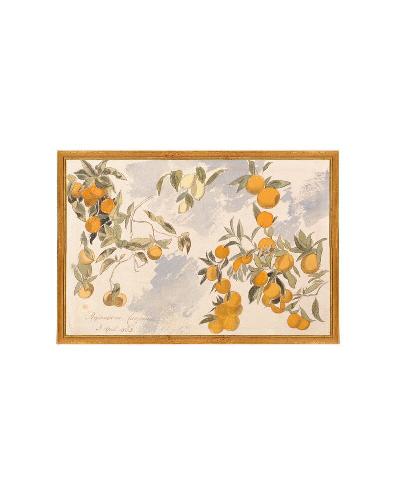 May include: A watercolor painting of a branch of orange trees with ripe oranges. The painting is framed in a gold frame and has a handwritten inscription in the bottom left corner that reads "Agrumeuse (Orange) 3. Juni 1823."