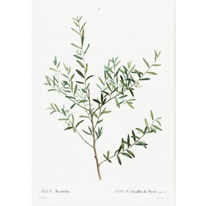 May include: A botanical illustration of a green myrtle plant with small white flowers. The plant is depicted against a white background. The text "ILEX Myrtifolia." and "HOUX &agrave; feuilles de Myrte." is printed below the image.