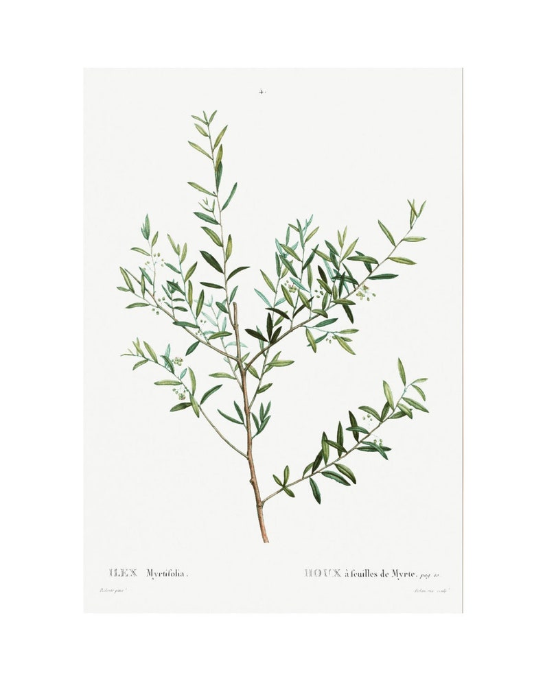 May include: A botanical illustration of a green myrtle plant with small white flowers. The plant is depicted against a white background. The text "ILEX Myrtifolia." and "HOUX &agrave; feuilles de Myrte." is printed below the image.