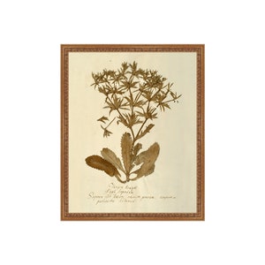 FRAMED. Herbarium II. Framed Dried Botanicals. Dried Plant Wall Decor. Framed Herbarium Art. Framed Botanical Art.