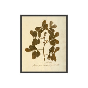 FRAMED. Herbarium XII. Framed Herbarium Botanical. Vintage Floral Still Life Paintings. Framed Vintage Inspired Herbarium Botanical Art.