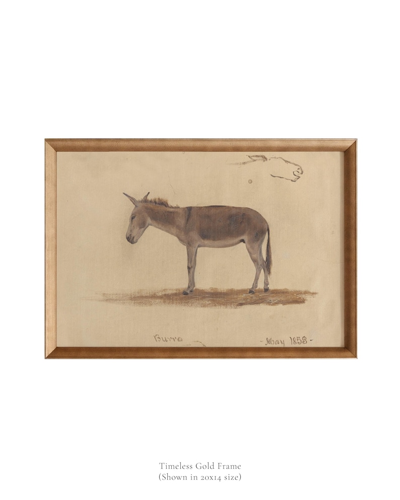 May include: A framed vintage illustration of a donkey, drawn in pencil and watercolor. The donkey is brown and gray, and the illustration is dated "May 1858".