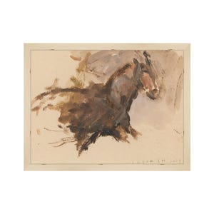 Wild Colt