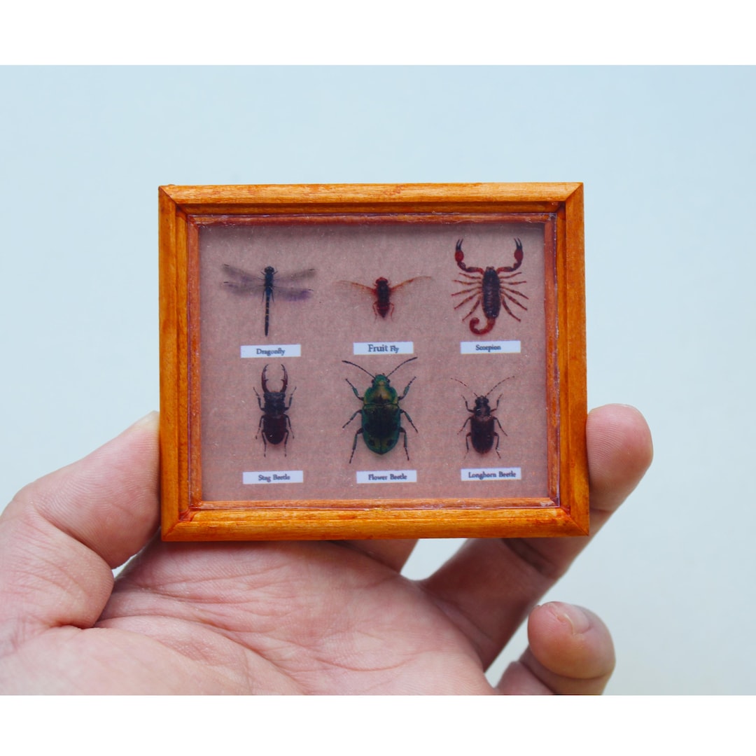 Smallest Insect Model 1/6 Scale Mini Printed Butterfly Insect Specimen Collection Set Model ...