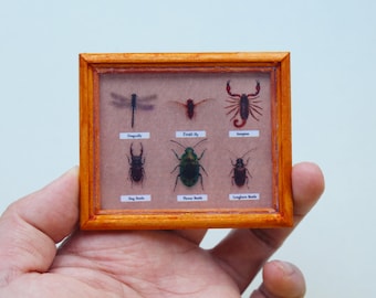 1/6 Scale Mini Printed Butterfly Insect Specimen Collection Set Model Mini Toy For Doll Diorama