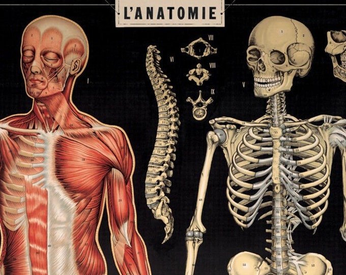 Cavallini Paper Poster Anatomy - Etsy