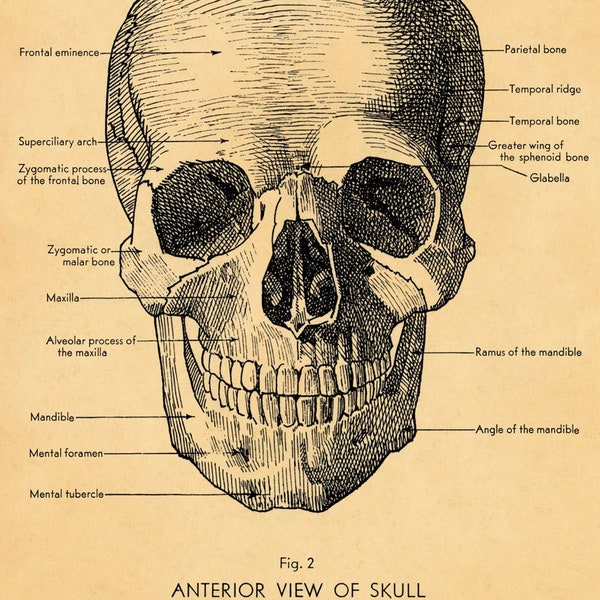 Poster Cavallini Crâne
