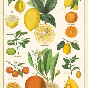 Cavallini Poster Citrus