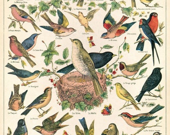 Cavallini & Co Vintage Vögel Poster – 50x70 Cm, Matt, Naturmotiv Fürs Wohnzimmer