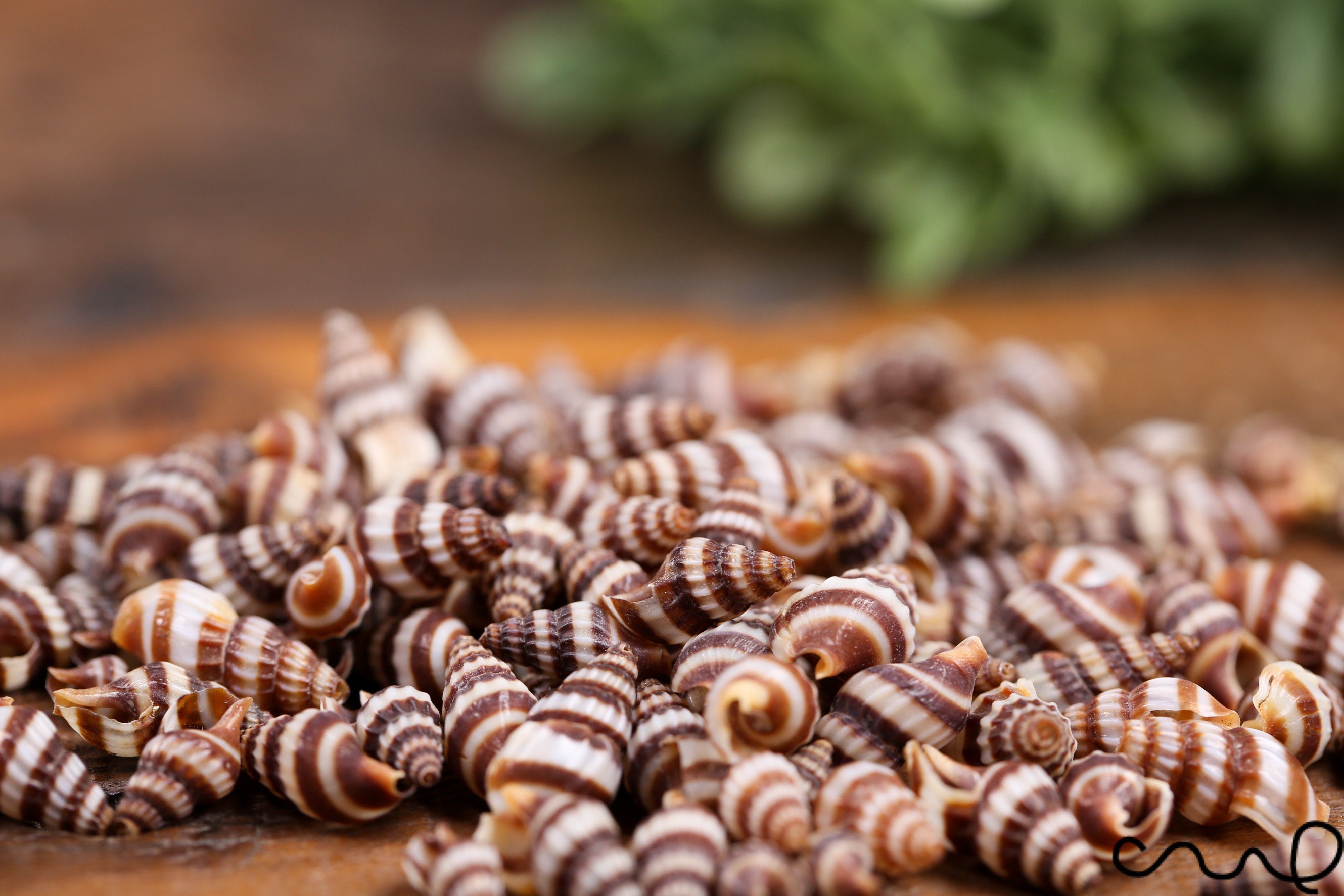 Conchiglie Naturali Piccole 100 Pezzi Fangoo Conchiglie Di Mare Sfuse 12 Tipi Di Conchiglie Da Spiaggia Per Artigianato E Decorazione A Tema Spiaggia Conchiglie Sfuse 1-2cm Naturali