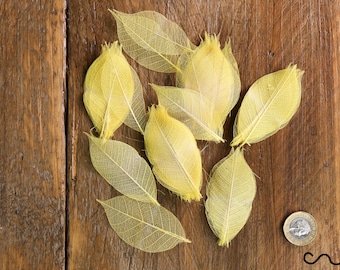 NUEVAS 100 hojas de caucho esquelético natural amarillas - aprox. 7-8 cm Manualidades para bodas, álbumes de recortes y creación de tarjetas