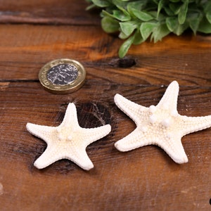 Set 2 Natural Ivory Knobbly Starfish Aquarium, Wedding Party Photography Craft