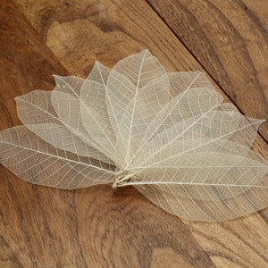 100x foglie di gomma scheletro naturale - circa 3"/8-9 cm