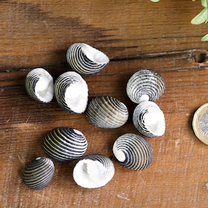 Può includere: Una collezione di dieci conchiglie a strisce bianche e nere con interno bianco. Le conchiglie sono disposte su una superficie di legno.