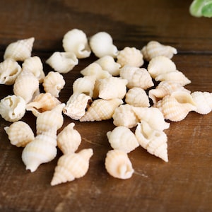 Puede incluir: Una colección de pequeñas conchas de color crema con varias formas espirales y cónicas. Las conchas están dispersas sobre una superficie de madera oscura, con una moneda visible en el fondo. Las conchas varían en tamaño y textura.