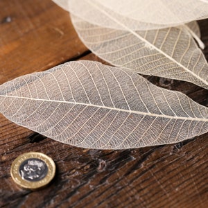 100x Large Natural Skeleton Rubber Leaves - approx 4"/11-13 cm
