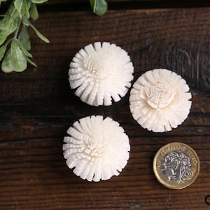 Könnte beinhalten: Drei weiße Sola-Holzblumenköpfe, jeder mit einem geschichteten, gekräuselten Design, auf einer dunkelbraunen Holzoberfläche angeordnet. Eine britische Ein-Pfund-Münze ist zur Größenbestimmung enthalten.