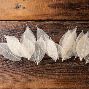 NUOVO 100 x foglie di gomma scheletro naturale circa 2,5"/6-7 cm