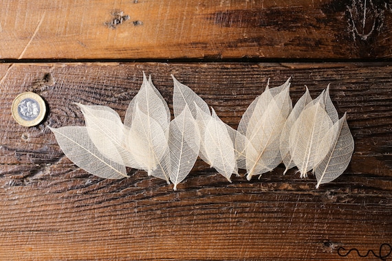 NEW 100 x Natural Skeleton Rubber Leaves Approx 2.5"/6-7 cm