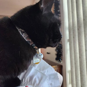 Puede incluir: Un gato negro con un collar estampado y una etiqueta que dice "chippy bitch". El gato est&aacute; mirando por una ventana. El collar tiene un patr&oacute;n de calaveras y otros dise&ntilde;os.